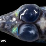 Unexplored deep-water worlds in Caribbean revealed for the first time