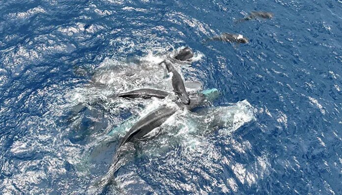 Whale filmed giving birth, with a little help from her friends