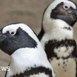 Why Namibia's 'green hydrogen' dream could be a red flag for penguins and succulents