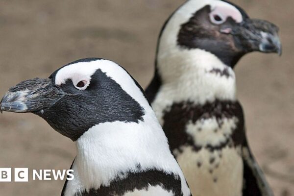 Why Namibia's 'green hydrogen' dream could be a red flag for penguins and succulents
