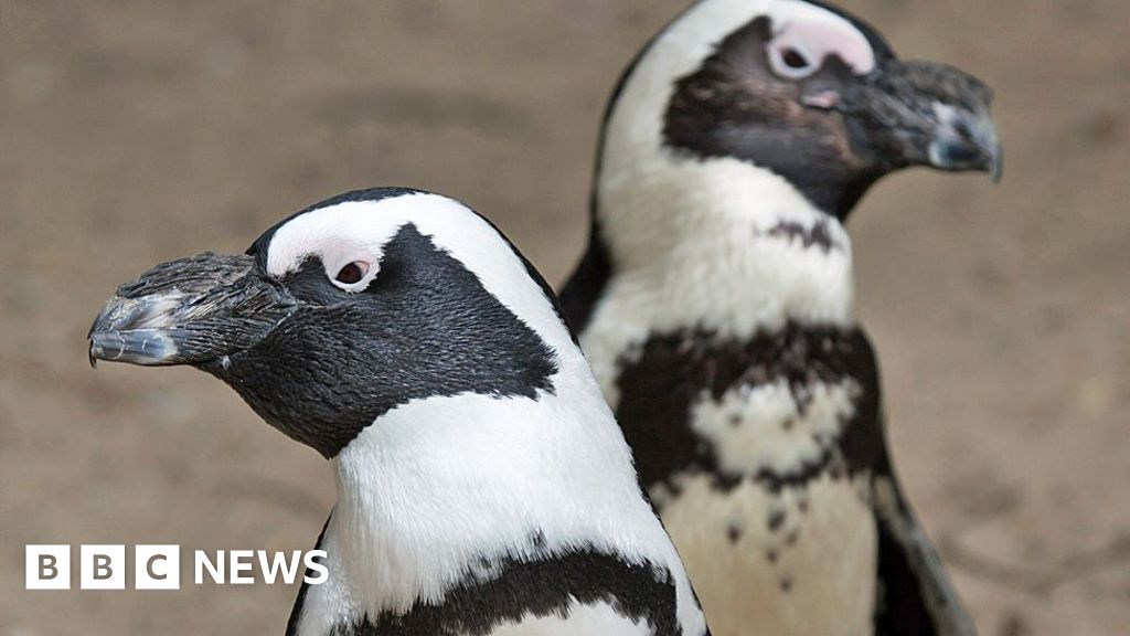 Why Namibia's 'green hydrogen' dream could be a red flag for penguins and succulents