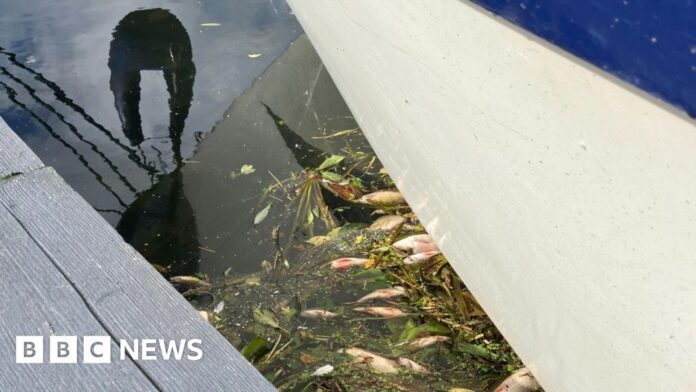 Why no prosecutions over Whittlesey dead fish, questions MP
