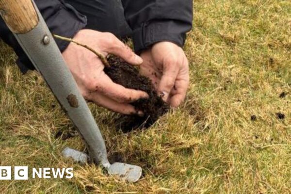 Young trees planted to expand Dartmoor's temperate rainforest