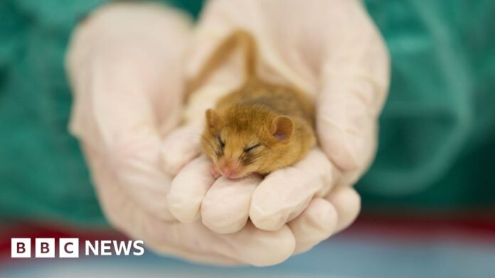 Aardvark ultrasounds and dormouse vet visits: London Zoo's new attractions
