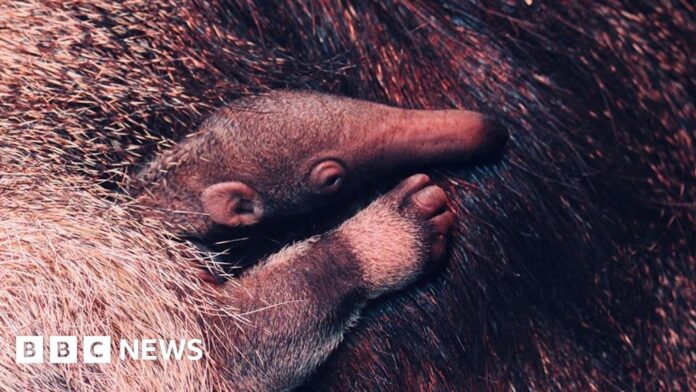 Blackpool Zoo welcomes 'vulnerable' giant anteater pup