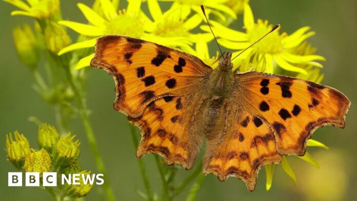 Butterfly numbers are dropping but here are five species you may see more of