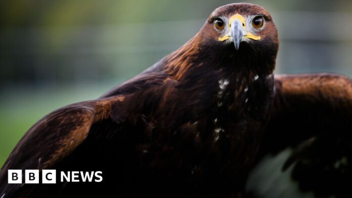 Consultation 'vital' before golden eagles return to England
