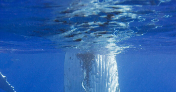 Doug Allan, Polar Cameraman for David Attenborough’s Films, Dies at 74
