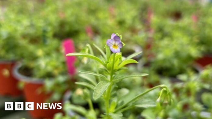 Dwarf pansy saved from extinction in Guernsey by project