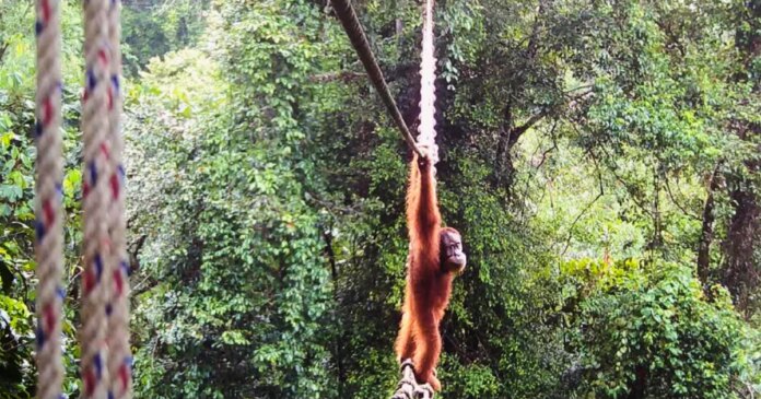 Endangered orangutan filmed using canopy bridge to cross public road in Indonesia: 