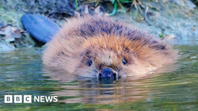 Eurasian beavers return to Biggleswade in a 400-year first