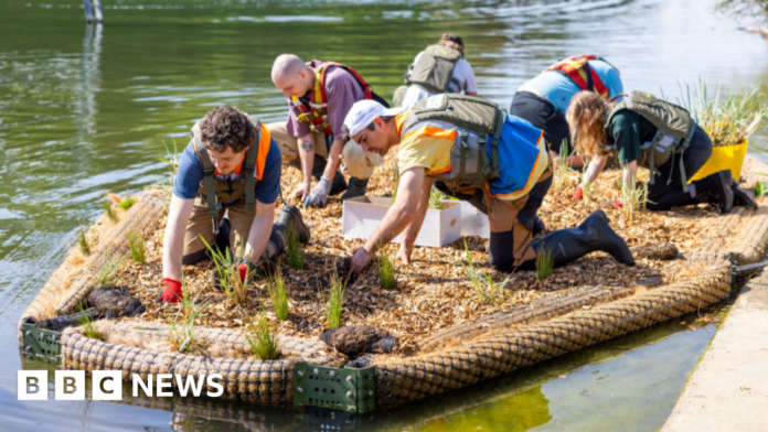 Floating wetlands plan to boost Portsmouth's coastal ecosystem