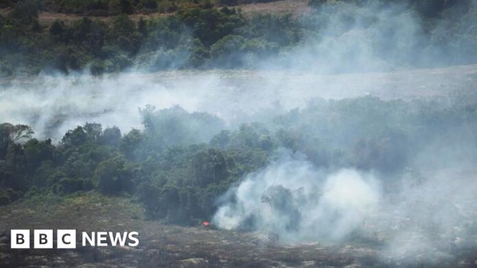 Global forest loss slows but El Niño fires could threaten progress