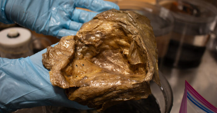 Golden Blob, a Mystery From the Deep Sea, Is Identified