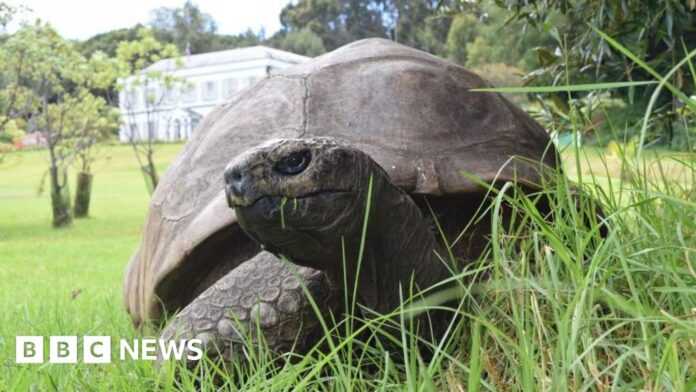 Jonathan the tortoise, world's oldest known land animal, dies aged 193