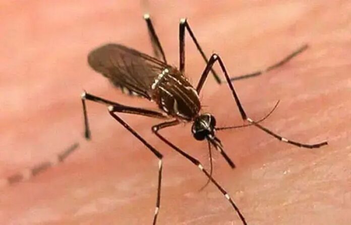 Karachi records its first dengue death of 2026 - SUCH TV