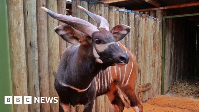 Kenya welcomes four critically endangered mountain bongos from Prague zoo