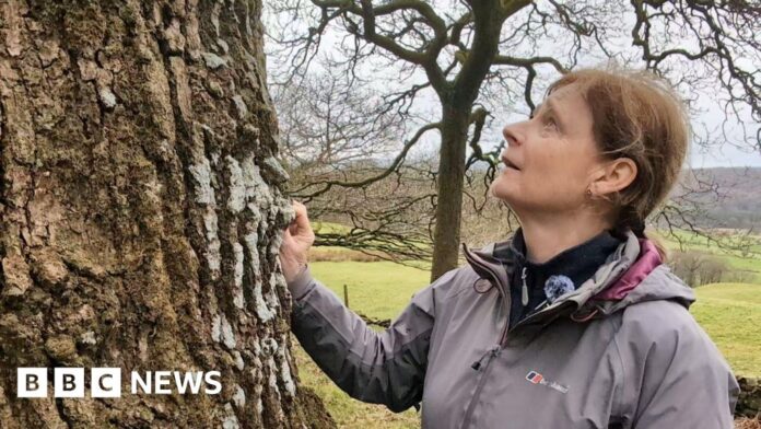 Lake District campaigners' hopes for rare rainforest
