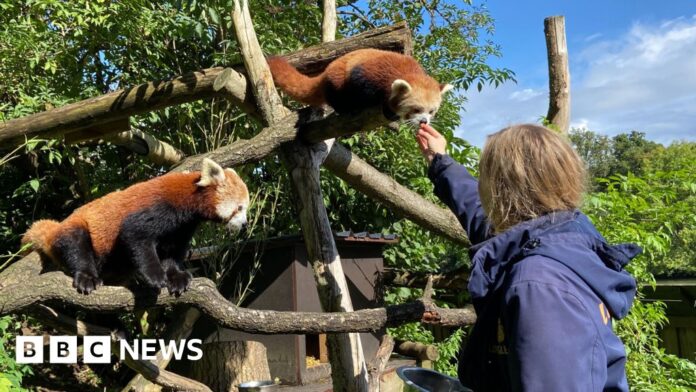 Longleat: World's first safari park celebrates 60 years