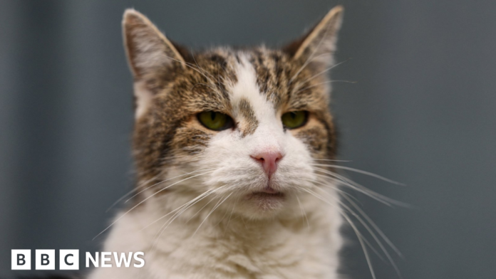 Minister considers banning over-the-counter flea treatments for pets