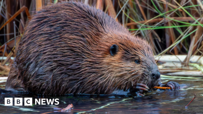 Nature charity plans to release wild beavers into Dorset rivers