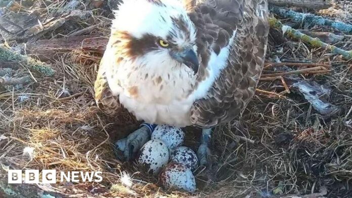 Poole osprey caught in love triangle near Wareham lays fourth egg
