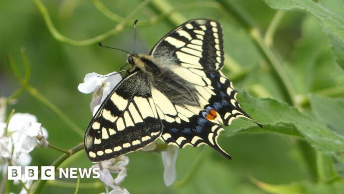 Project to bring swallowtail butterfly back to East Yorkshire