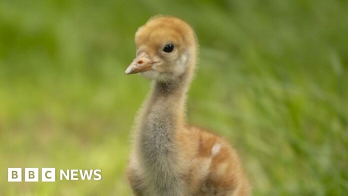 RSPB Lakenheath Fen helping restore UK crane population