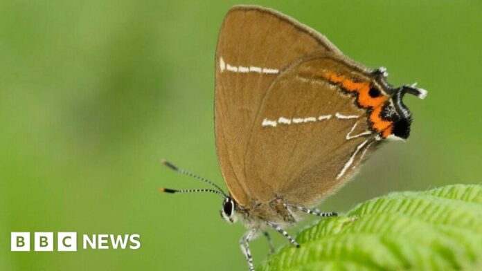 Rare butterflies spotted after 430 trees planted in the Quantocks