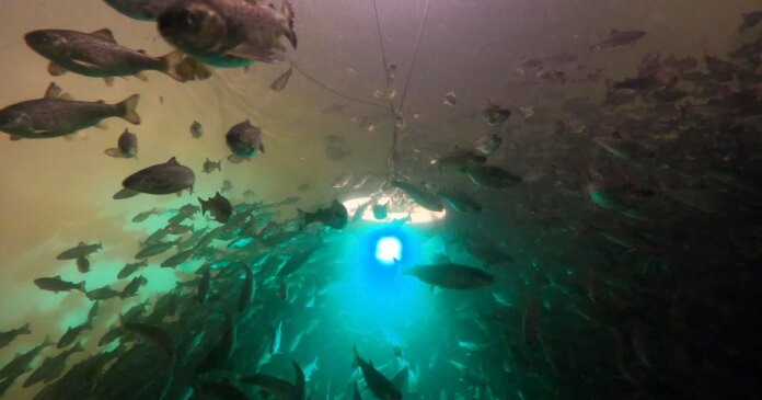 Salmon exposed to cocaine swim almost twice as far as those without, study shows