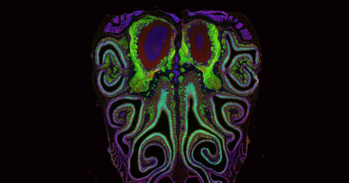 Scientists Unveil ‘Long Lost’ Map for Smell