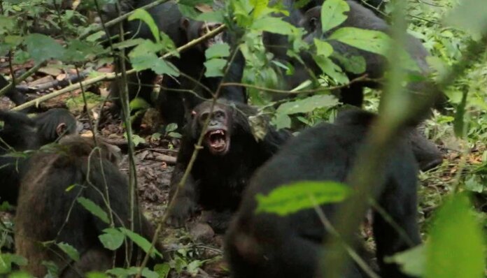 Scientists stunned as chimpanzees turn on friends in killing spree