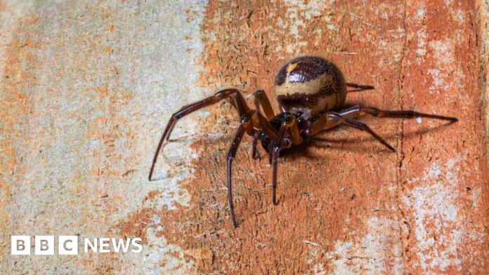 Spider bite hospital admissions on the rise in England