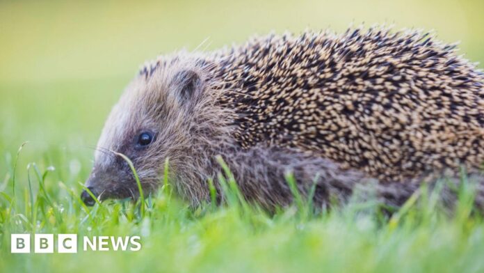 Surrey Wildlife Trust fundraises to bring back wildlife to area