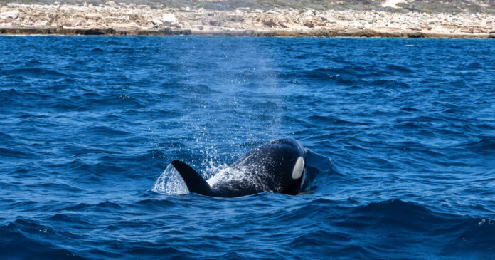 The Murky Ethics of Swimming With Killer Whales