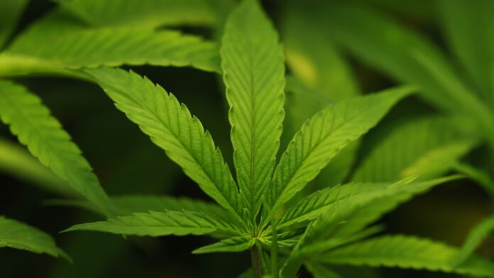 Trump administration moves to reclassify cannabis in major shift that could expand research