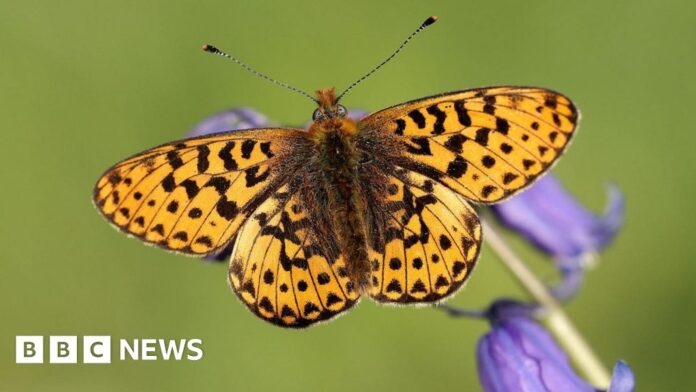UK butterflies declining after 50 years of data
