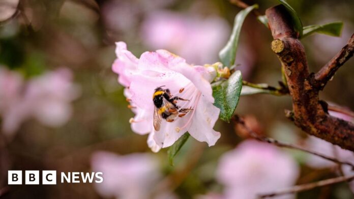 Wakehurst's pioneering study to boost bee populations