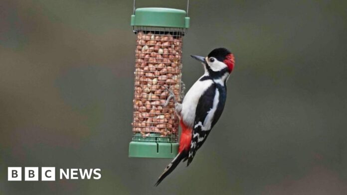 Want to help garden birds? Don't feed them in warmer months, says RSPB 