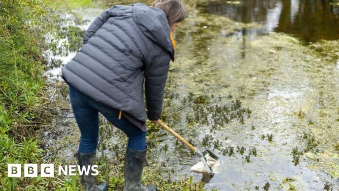 Water and wildlife return to 'neglected' Clavering ponds
