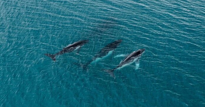 2 humpback whales swam record-breaking distance between breeding grounds, photos reveal