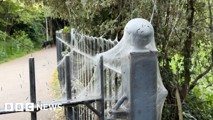 'Alarming-looking' caterpillar webs in Exeter park 'harmless'
