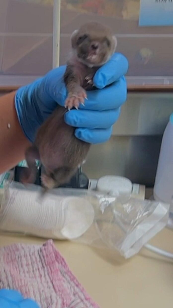 Baby pine marten receives round-the-clock care after siblings all died