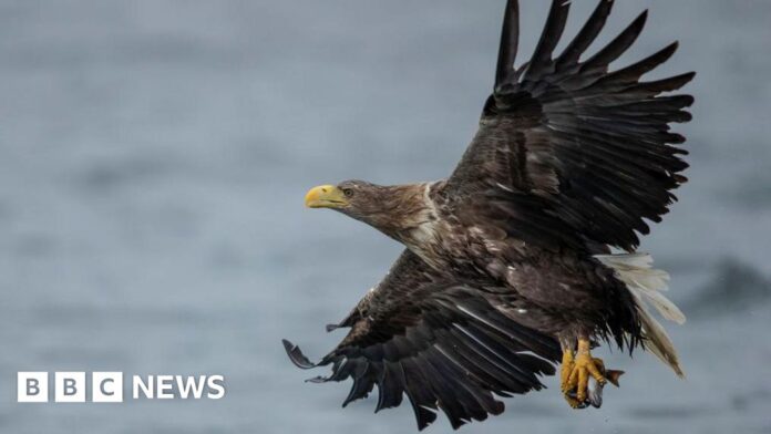 Britain's protected birds of prey still illegally targeted – RSPB