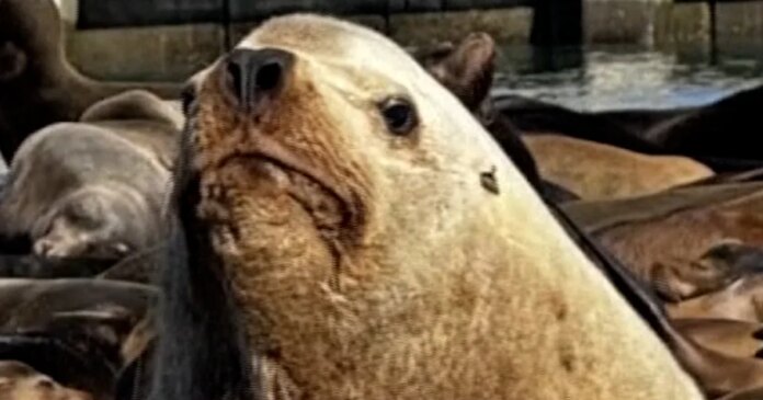 'Chonkers' the sea lion going viral in San Francisco