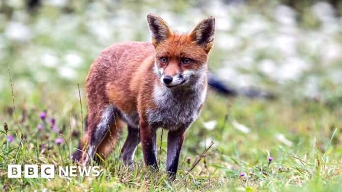 Citizen scientists needed to help protect Somerset wildlife