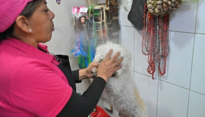 Cleaning the chakras of Ecuador's cats and dogs