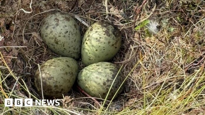 Curlews: Eggs of elusive bird rescued by firefighters during wildfire