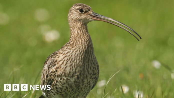 Curlews: Endangered bird spotted with nest and eggs at Sliabh Beagh 