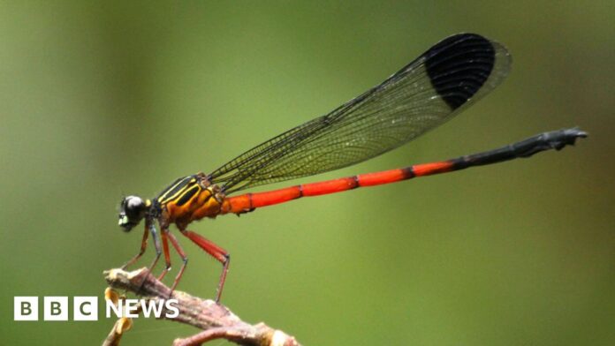 Dragonflies in distress: Scientists sound alarm in India's Western Ghats